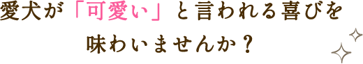 愛犬が「可愛い」と言われる喜びを味わいませんか？ 